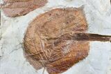 Fossil Leaf (Davidia) - Montana #165030-1